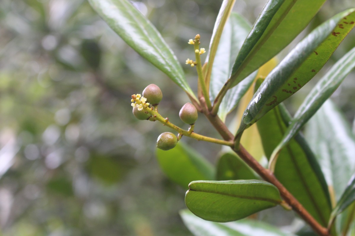 Campnosperma zeylanicum Thwaites